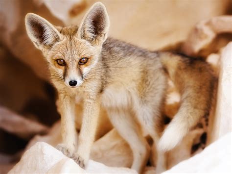 Cute Fennec Fox Baby