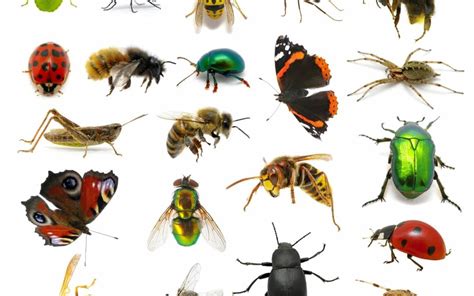 common spring pests    prevent   pest control