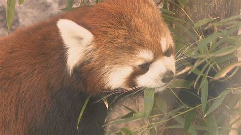 Roger Williams Park Zoo holds 'bamboo cutting' to open new red panda ...