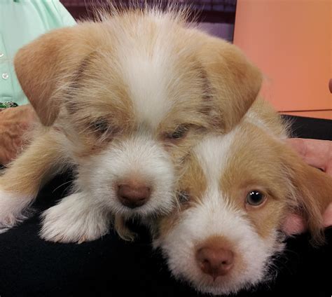 Kanawha county animal shelter phone number