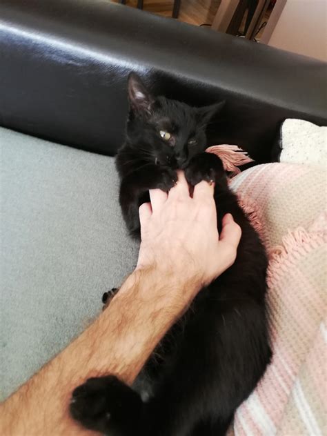 Hello everyone, do you know what breed my cat is??? : r/cats