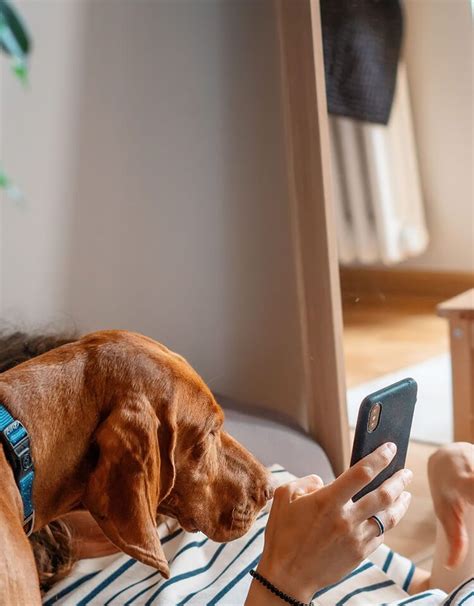 Nasal Mites In Dogs: Causes, Symptoms & Treatment - PetLab Co