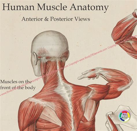 Arm Muscles Muscle Anatomy Human Muscle Anatomy Muscle Diagram