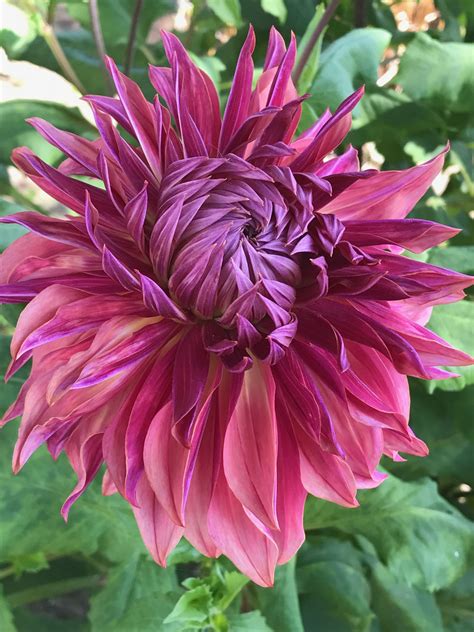 Dahlia Penhill Monarch Dark Flower at Highfields Gardens