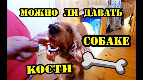 Можно ли собакам давать кости? Спаниель Сёма знает! - YouTube