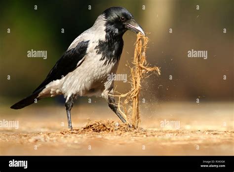 crow crow corvus corone cornix stock photo alamy