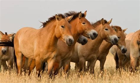 See 'Sampson' - The Largest Horse Ever Recorded - A-Z Animals