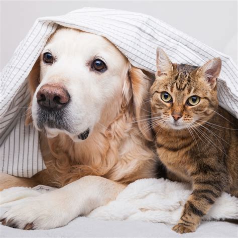 Are Labrador Retrievers Good Dogs To Pair With Cats