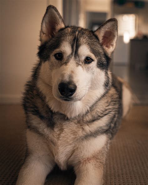 Are Alaskan Malamutes Good With Small Dogs