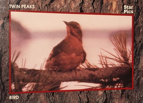 Twin Peaks Location - Opening Credits Bird Branch | TWIN PEAKS BLOG