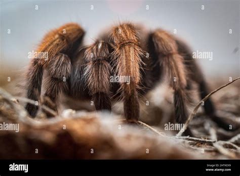 Closeup of a Western desert tarantula Stock Photo - Alamy