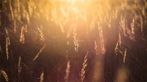 images tree nature forest light night sunlight morning