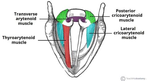 larynx teachmeanatomy