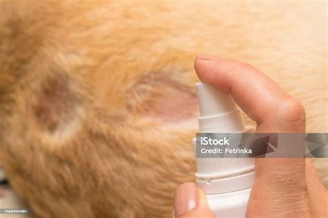 Saliva De Cachorro Cura Ferida - Foto de O Dono Cuida De Seu Cão O Tratamento De Uma Ferida Aberta Na ...