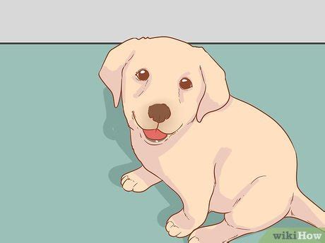 how to get over a dogs death