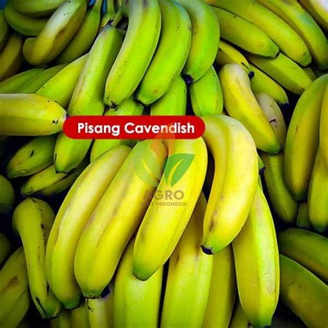 Jual Bibit Pisang Cavendish asal Kultur | Agro Bibit ID