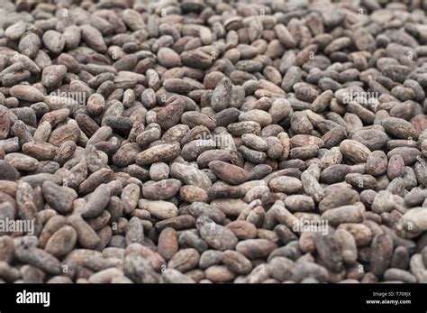 Cocoa bean fermentation hi-res stock photography and images - Alamy