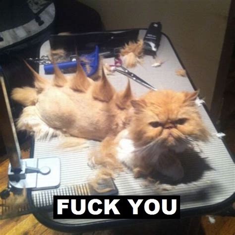 Pissed-Off Cat