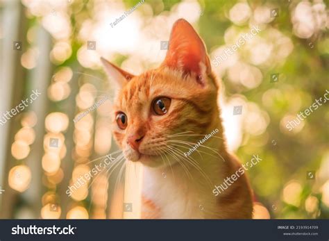 indonesia orange cat stock  images photography