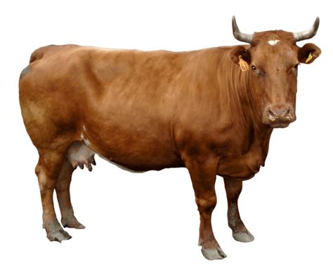 brown  png image transparent hq png  freepngimg