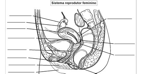 Sistema Reprodutor Feminino Para Colorir