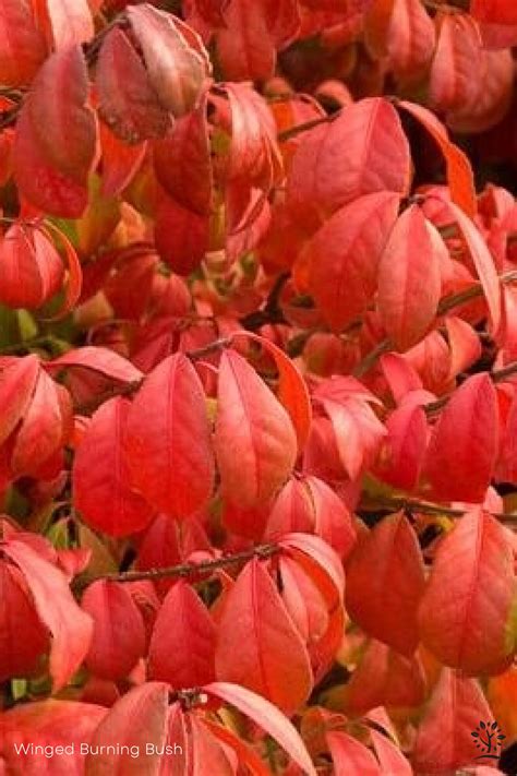 Burning Bush - Saskatoon Landscape Store