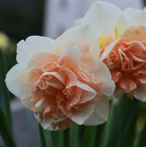 Oh!Garden - Narciss Flower Surprise