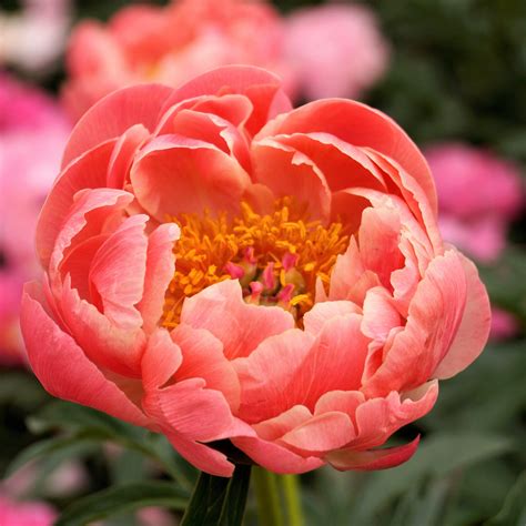 Coral Orange Peony Bulbs For Sale | Coral Charm (Fragrant) – Easy To ... 