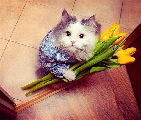 Создать мем "кот, коты, кошка" - Картинки - Meme-arsenal.com