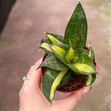 Sansevieria Golden Hahnii - The Green Corner
