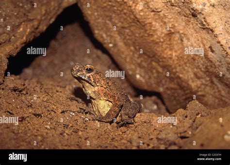 giant asian toad bufo asper  res stock photography  images alamy