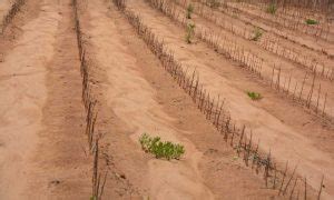 Stabilizing The Slippery Slope: 5 Essential Steps To Transform Your Sandy Soil