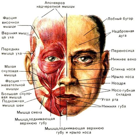Анатомия мышц лица | Анатомия и физиология, Анатомия, Лицо