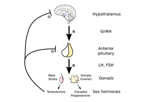 lost  translation testosterone replacement therapy  hpg axis