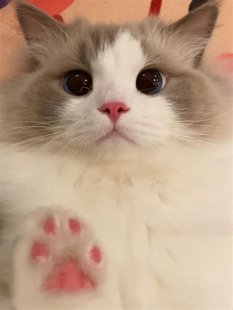 The Cutest Cat Breeds You’ll Fall in Love With - Animals World