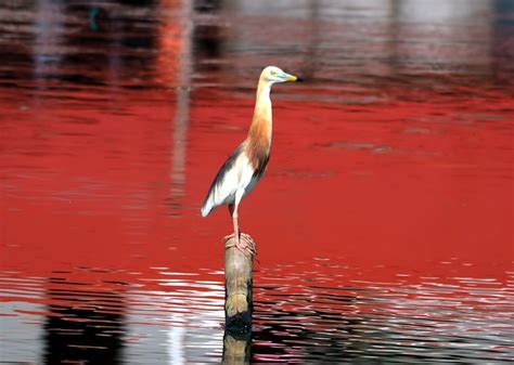 kostenlose red heron und reiher bilder pixabay