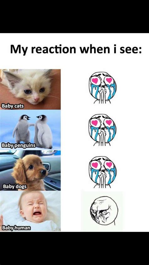 funny animal vs human