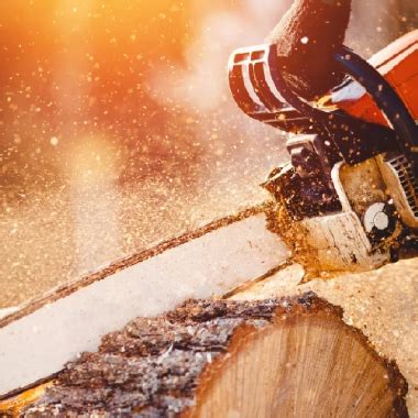 Red Woodpecker tree service. || Tree services , tree trimming and