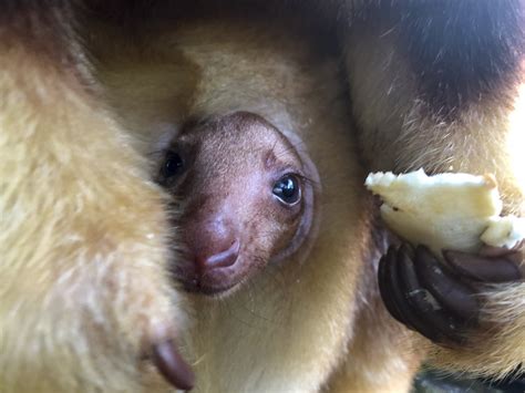 VIDEO: Adorable baby kangaroo pops its head out of mum's pouch for the
