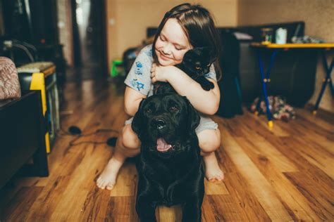 Laxatives for Dogs Pets at Home: Natural Constipation Relief