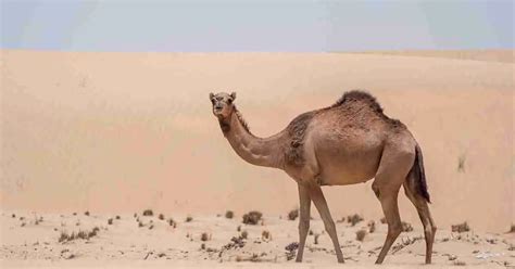 Camel Behavior - AnimalBehaviorCorner