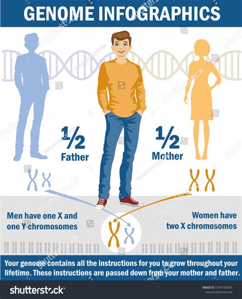 Genetic Inheritance Sex Determination Humans X Stock Illustration