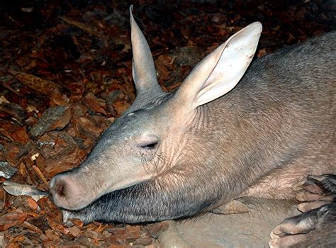Трубкозуб (лат. Orycteropus afer) , фото трубкозубов