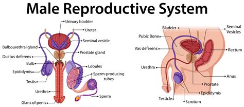 Diagram showing male reproductive system 418902 Vector Art at Vecteezy