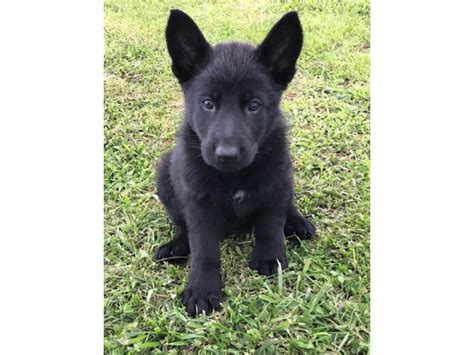 german shepherds puppies  lexington puppies  sale