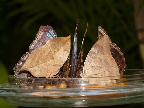 «BLUE COBBLER» HD wallpapers