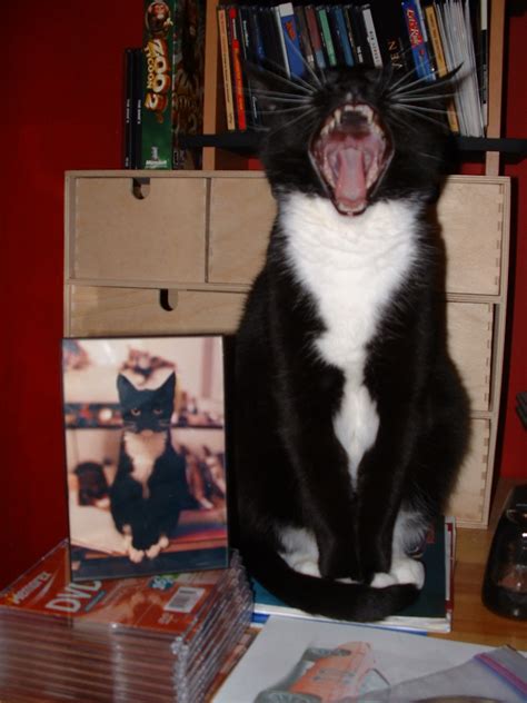 My favorite picture of my Kira Kitten who turns 16 this month. She's