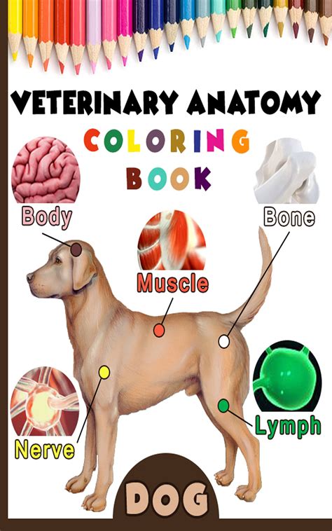 Buy Veterinary Anatomy Coloring Book , Dog Anatomy & Veterinary