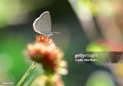 89 Kupu Stock Photos, High-Res Pictures, and Images - Getty Images