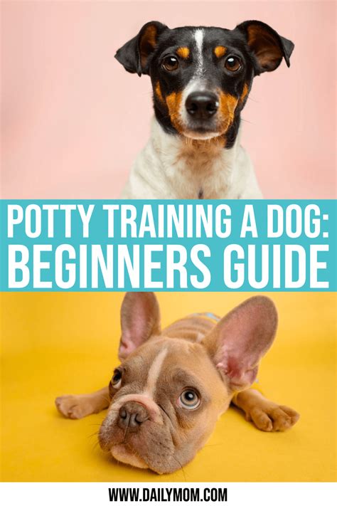 Potty Training A Dog: Easy 4 Step Guide » Learn How!